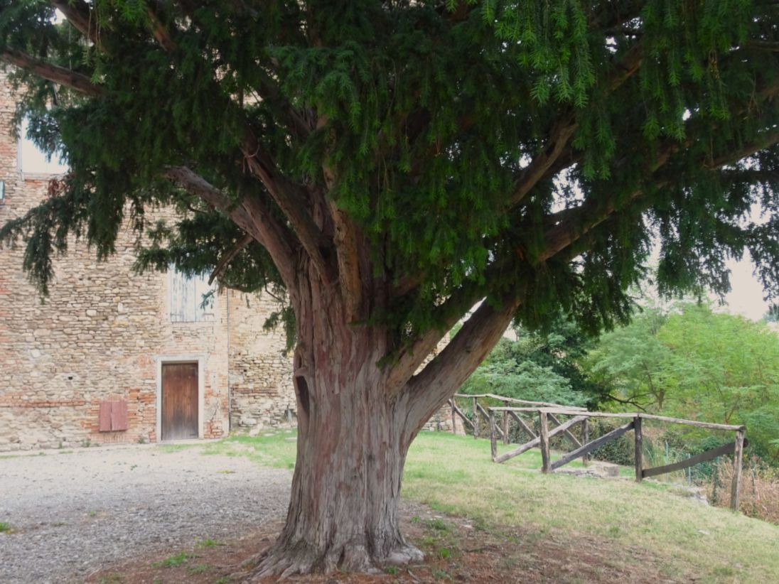 Tasso_Castelvetro di Modena_Ghedini(6)